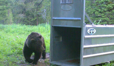 Grizzly Idaho Fish and Game