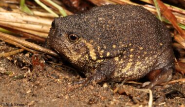 Newly Discovered Species Of Round South African Rain Frog Looks Delightfully Grumpy About Being Found