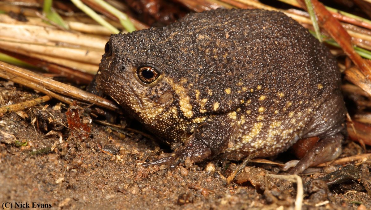 Newly Discovered Species Of Round South African Rain Frog Looks Delightfully Grumpy About Being Found