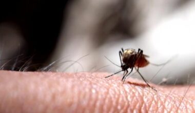 West Nile virus detected in NYC mosquitoes as experts track rise in U.S. cases
