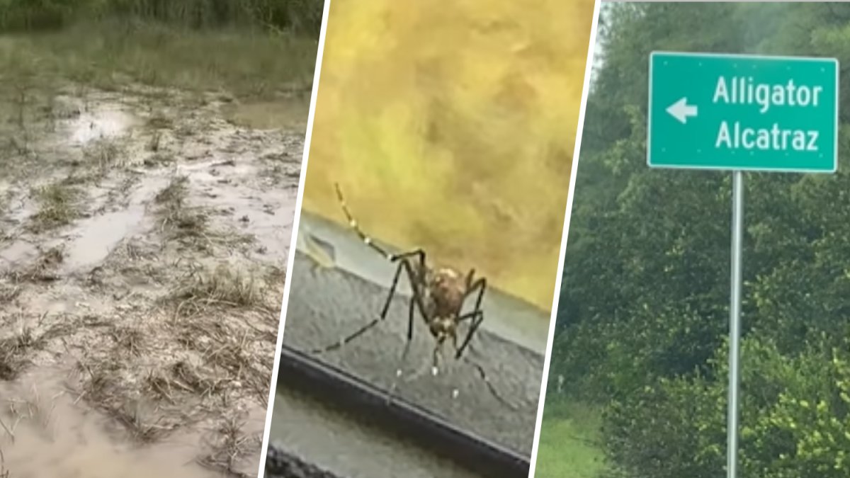 Crews see harsh conditions at ‘Alligator Alcatraz,’ mosquitoes everywhere – NBC 6 South Florida