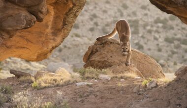 Hiker Has Scary Encounter With Mountain Lion