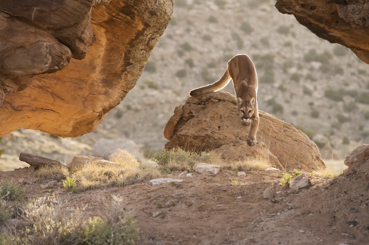 Hiker Has Scary Encounter With Mountain Lion