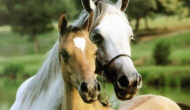 Sedgwick County Horses Died after Serious Disease