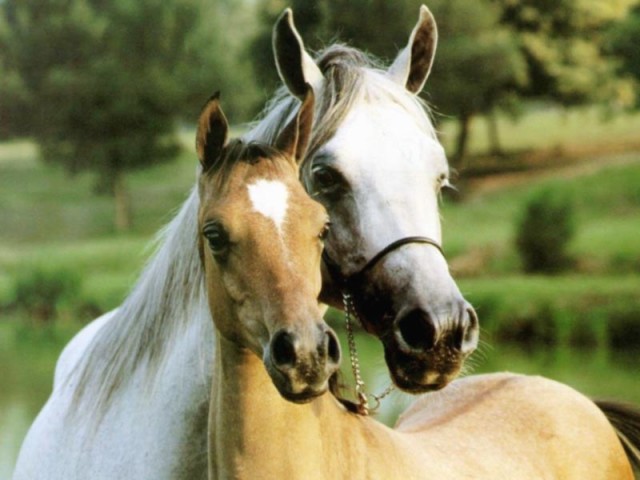 Sedgwick County Horses Died after Serious Disease