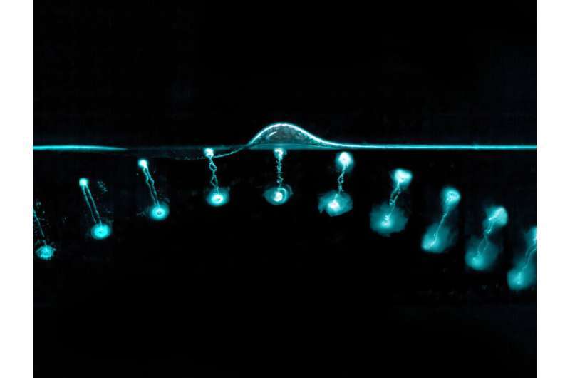 How do water rings "bounce"? New discovery answers decades-old question