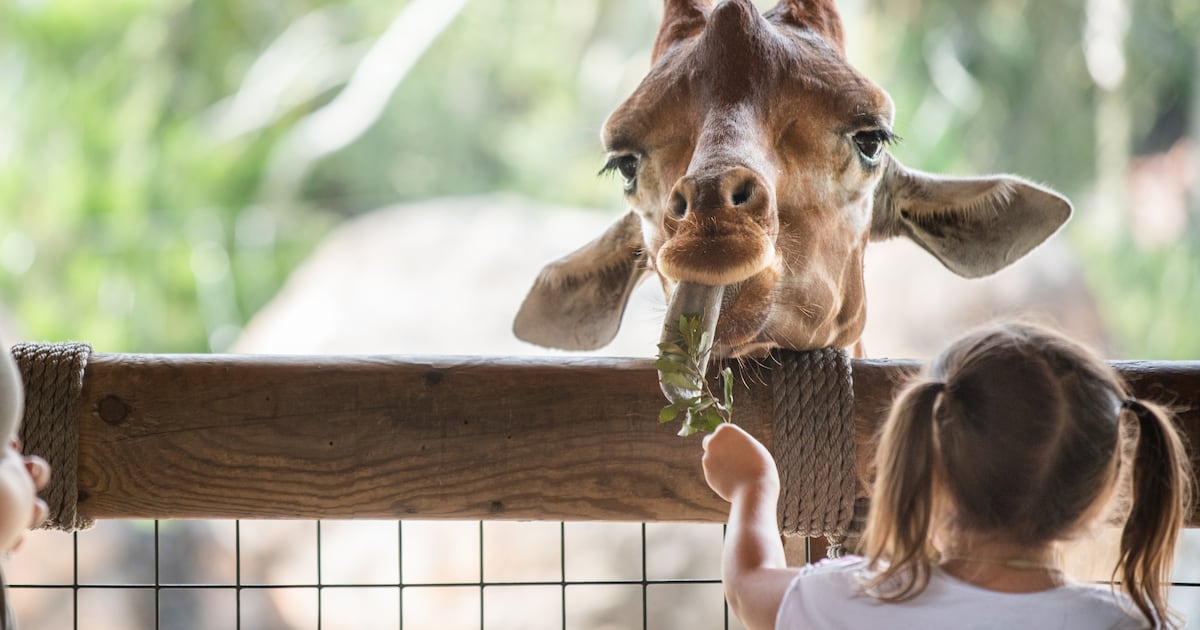 Jacksonville Zoo & Gardens is helping you plan your last days of summer fun – 104.5 WOKV