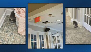 Raccoons move into Ballantyne senior living facility – WSOC TV