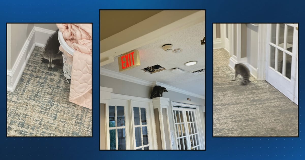 Raccoons move into Ballantyne senior living facility – WSOC TV