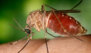 Mosquito traps test positive for West Nile virus in Fulton County – WSB-TV Channel 2