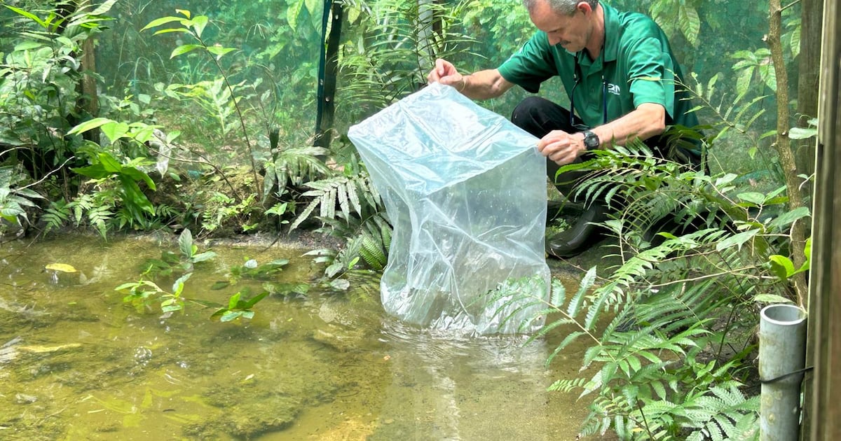 Jacksonville Zoo releases record number of critically endangered toad tadpoles – Action News Jax