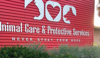 Animal Care & Protective Services is 100 dogs over capacity – 104.5 WOKV