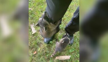 ‘Rough characters;’ Baby raccoons climb Metroparks ranger’s leg; Taken to Wildlife rehab – WHIO TV 7 and WHIO Radio