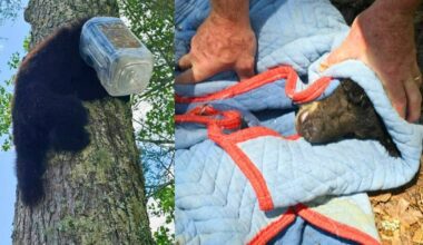 GA wildlife officials sedate bear, remove plastic jug stuck on its head – WSB-TV Channel 2