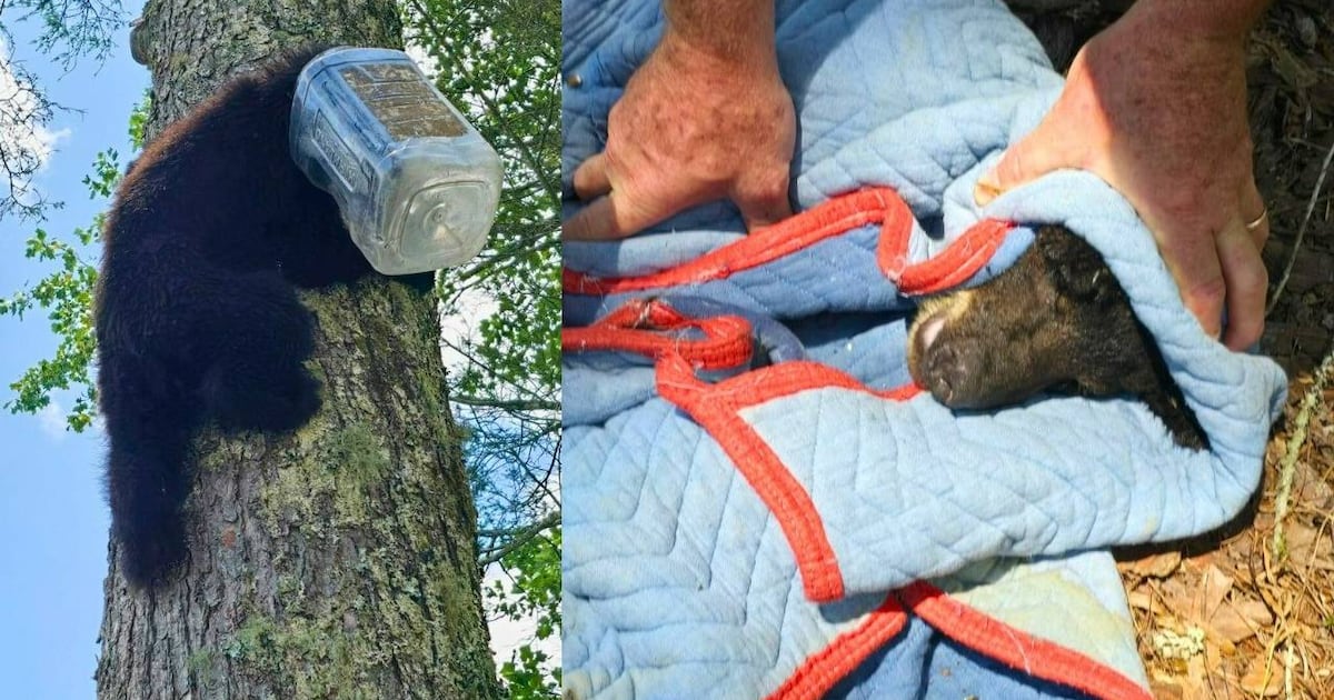 GA wildlife officials sedate bear, remove plastic jug stuck on its head – WSB-TV Channel 2