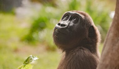 Jacksonville Zoo offers free admission for children throughout August – 104.5 WOKV