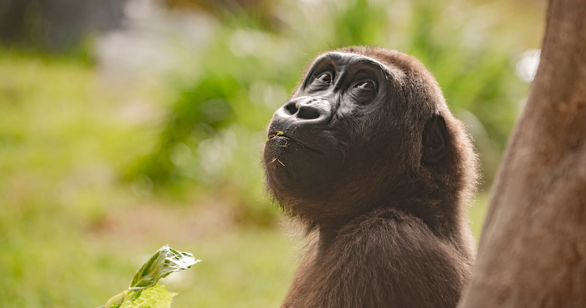 Jacksonville Zoo offers free admission for children throughout August – 104.5 WOKV