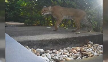 Rare bobcat sighting prompts caution in Burke County neighborhood – WSOC TV