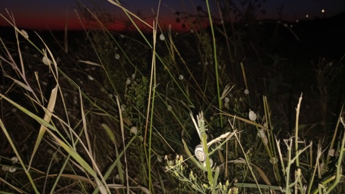 A close-up of a patch of vegetation with a snail on one plant stem