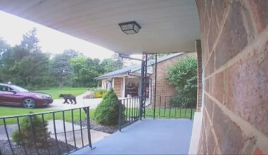 Black bear makes its way to Clark County neighborhood – WHIO TV 7 and WHIO Radio