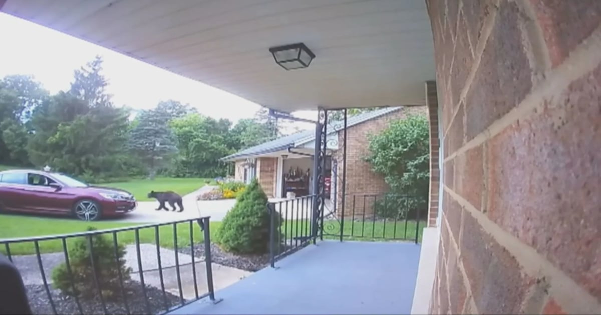 Black bear makes its way to Clark County neighborhood – WHIO TV 7 and WHIO Radio
