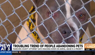 Growing number of abandoned pets around Phoenix
