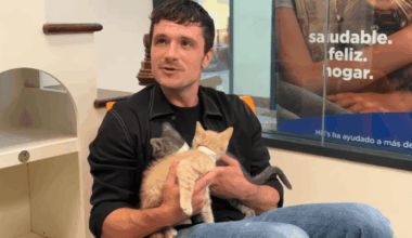 Josh Hutcherson volunteers at Pasadena animal shelter – NBC Los Angeles