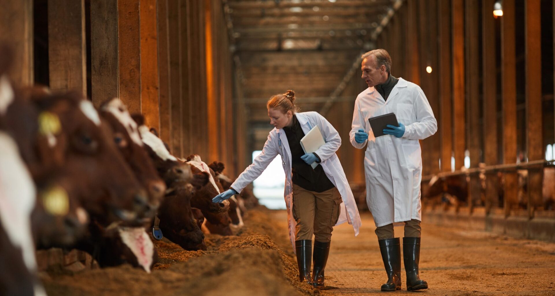 Veterinarians Inspecting Cows at Farm