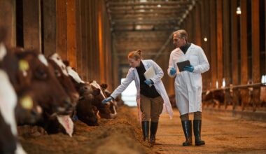 Veterinarians Inspecting Cows at Farm