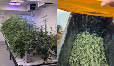 A massive illegal marijuana operation was uncovered in east Phoenix....
