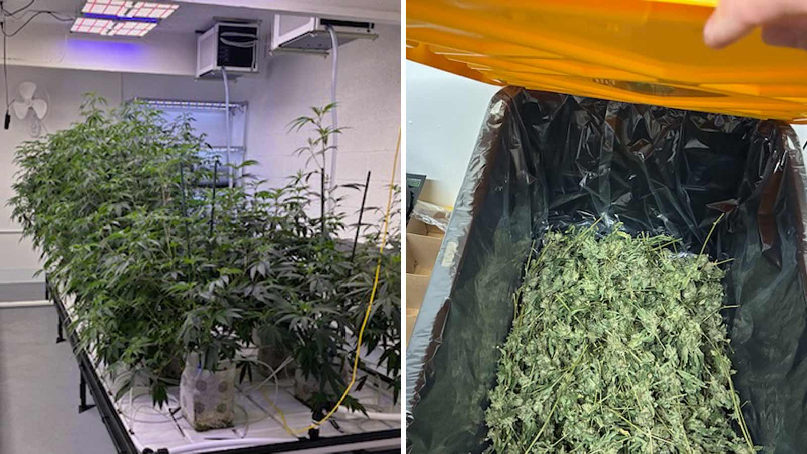 A massive illegal marijuana operation was uncovered in east Phoenix....