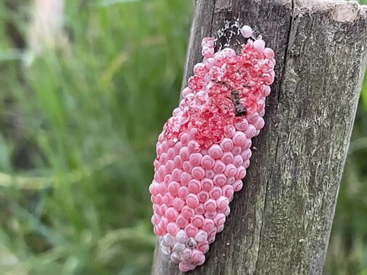 If you see these pink clusters in Florida, crush them. They are...