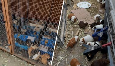 Hundreds of guinea pigs found at South LA residence need homes – NBC Los Angeles