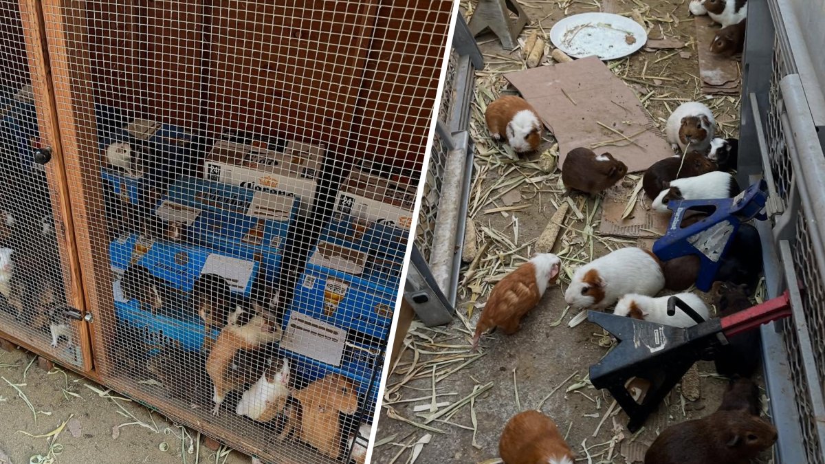 Hundreds of guinea pigs found at South LA residence need homes – NBC Los Angeles