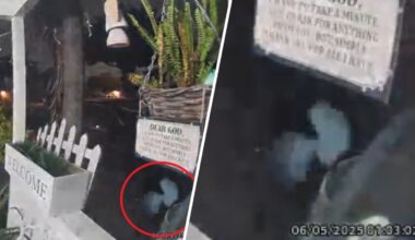 Woman’s Ring camera captures alien-like creature outside home – NBC Los Angeles