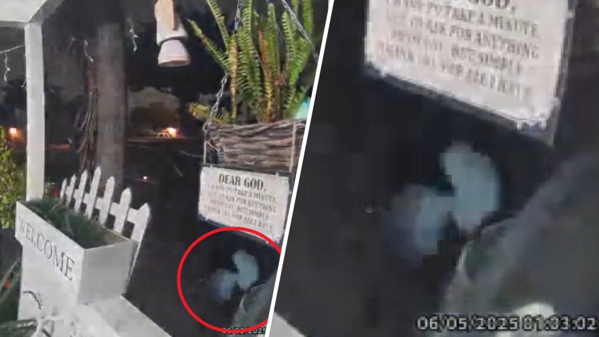 Woman’s Ring camera captures alien-like creature outside home – NBC Los Angeles