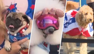 Anaheim hosts Fourth of July dog costume contest – NBC Los Angeles