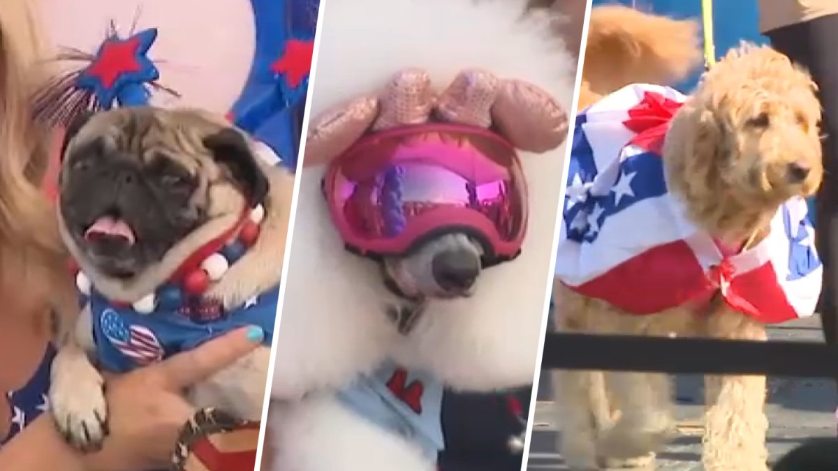 Anaheim hosts Fourth of July dog costume contest – NBC Los Angeles