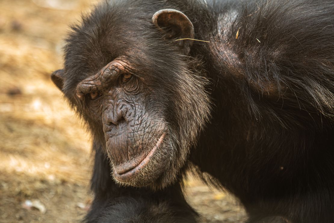 An adult male chimpanzee exhibits the same behavior in a forested sanctuary for rescued great apes.