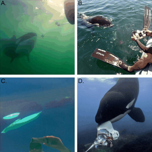 The cases presented by Towers et al. are among the first recorded where wild killer whales (Orcinus orca) used prey and other items to instigate interactions with humans. Image credit: Towers et al., doi: 10.1037/com0000422.