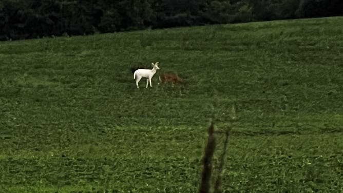 Albino deer spotted in Wisconsin. (Credit: Domitrz Family)