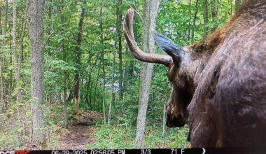 New York hiking trail closed for over a month due to moose exhibiting "unusual behaviors"