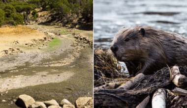 Beavers were brought to the desert to save a dying river. 6 years later, here are the results.