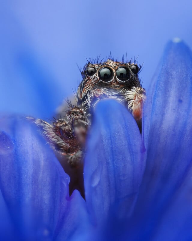 Close-up of a spider with prominent eyes peeking through vibrant, blue flower petals, creating a striking contrast between the spider and the soft, colorful background.
