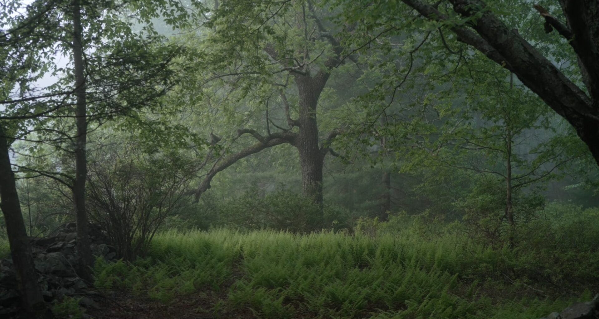 a screenshot of a tree