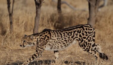 “King Cheetah”: How Did These Rare Big Cats Get Their Unusual Coat Pattern?