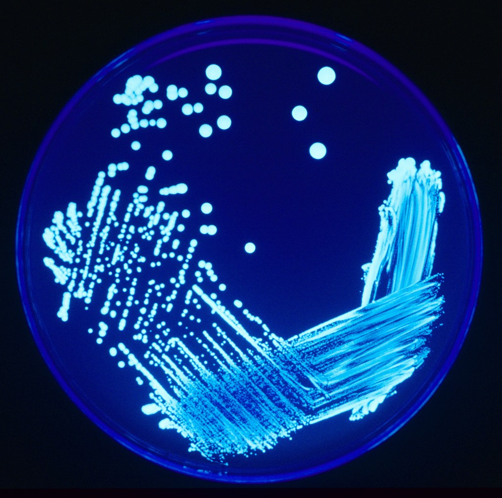Legionella colonies illuminated by ultraviolet light.