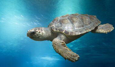 It's official - an endangered loggerhead sea turtle was saved by rescuers on a Florida beach
