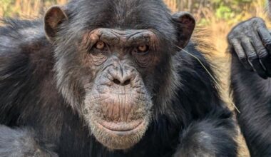 It’s not just humans – chimpanzees also like to follow trends, study shows