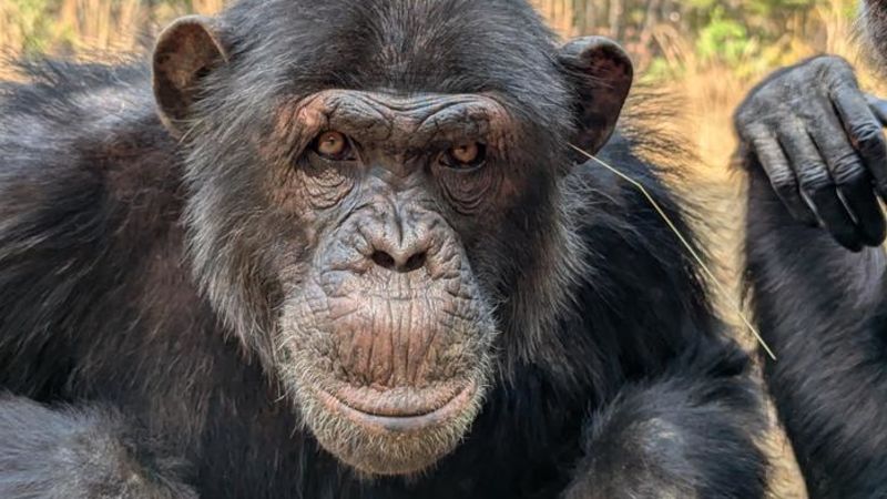 It’s not just humans – chimpanzees also like to follow trends, study shows